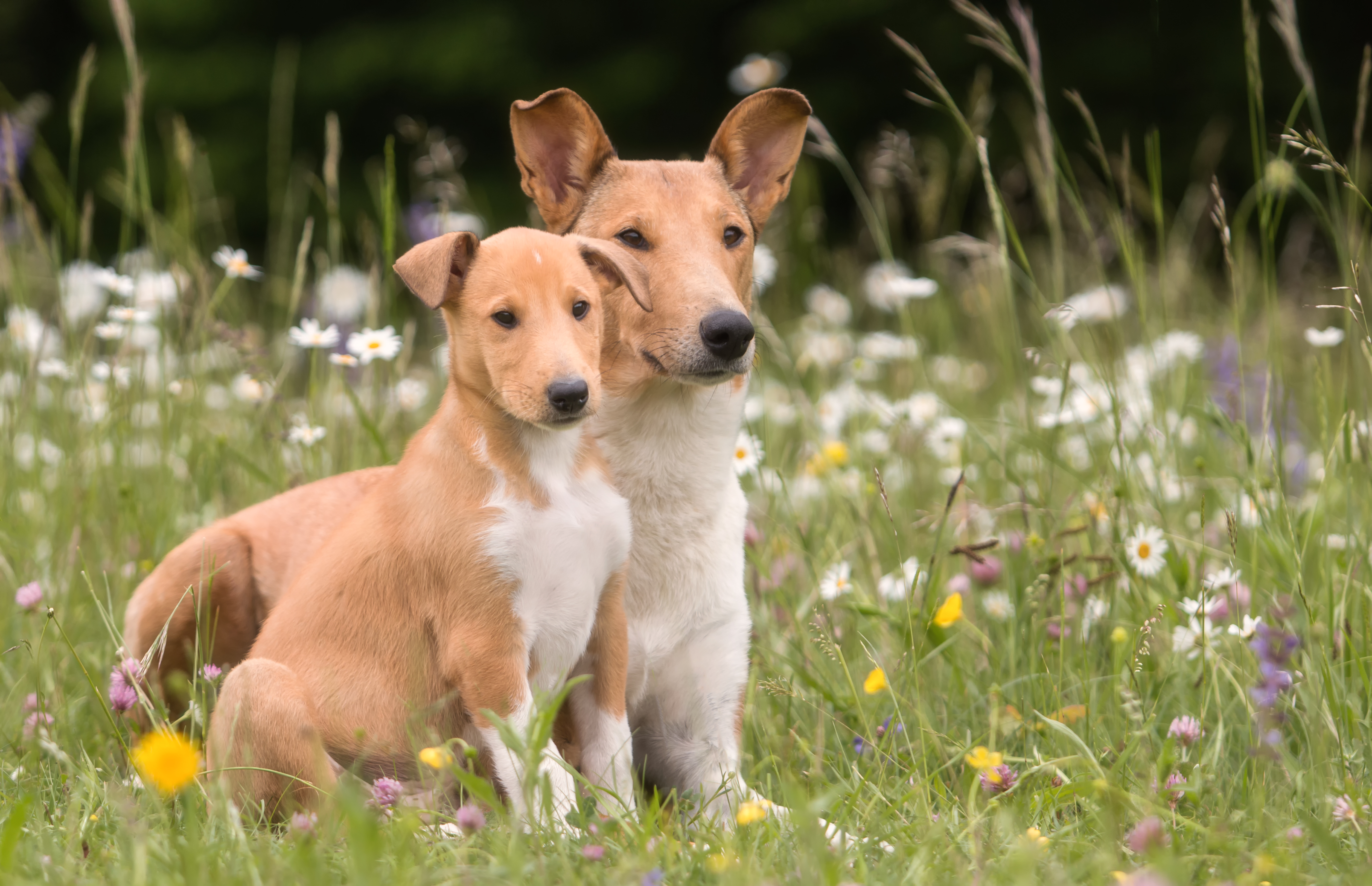 A sable Smooth Collie sits closely beside her puppy in a wildflower meadow, both looking attentively ahead.