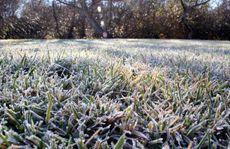frost lawn