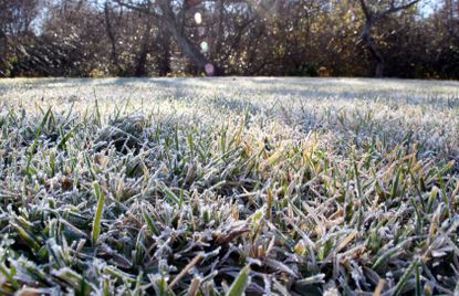 frost lawn