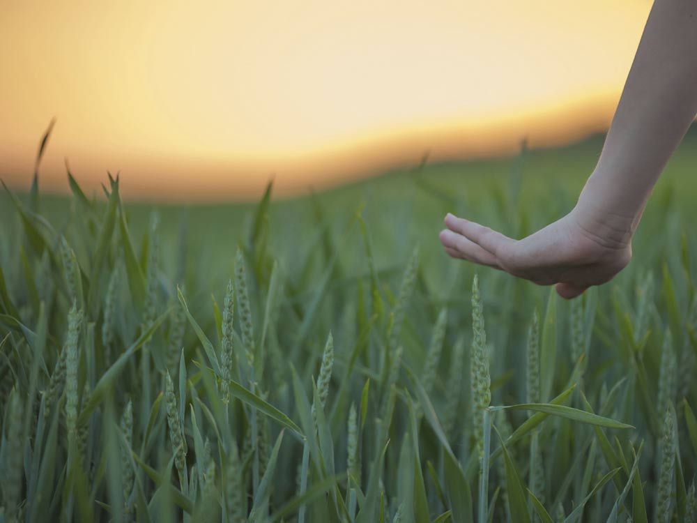 Freekeh - The New Superfood | Marie Claire UK