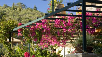 Weathered wooden pergola with pink flowers climbing over the top