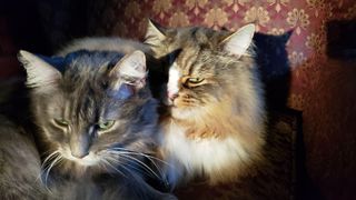 2 senior ragamuffin cats