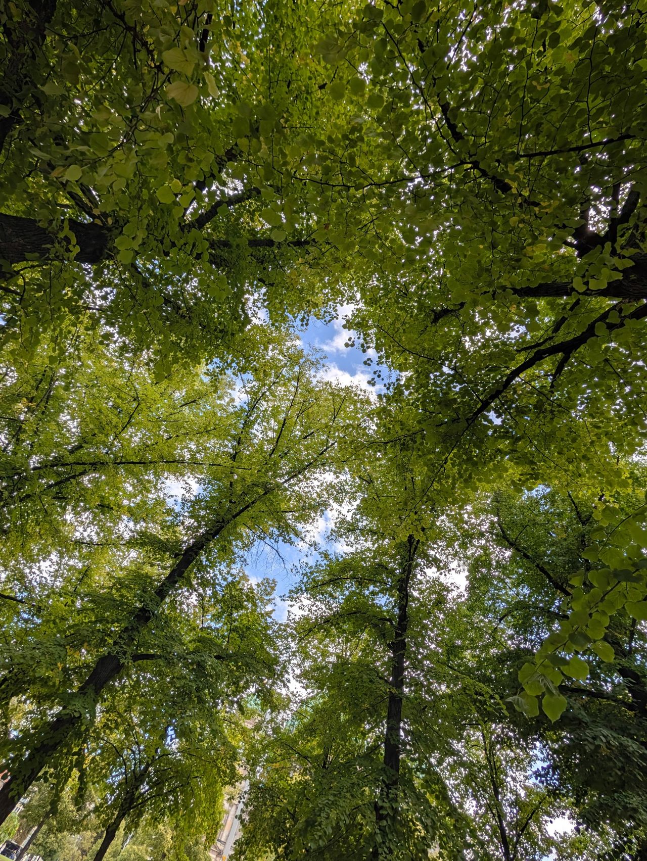 View looking upward through a dense canopy of green tree leaves with patches of blue sky visible between the branches.