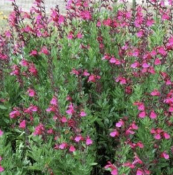 Salvia greggii in fiore