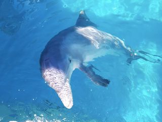 Rimmy is a rescued bottlenose dolphin being cared for at SeaWorld San Antonio.