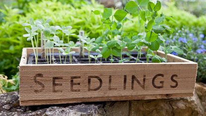 sweet pea seedlings in tray