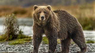 reasons you need a camping cooler: Grizzly bear