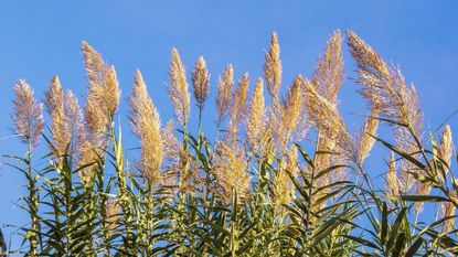 Giant reed grass, Arundo donax, an invasive plant growing in summer with blue sky beyond