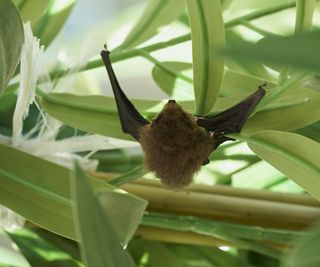 Bat hanging from a branch under green foliage