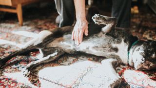 a person pets a senior dog who is lying on their side on a rug