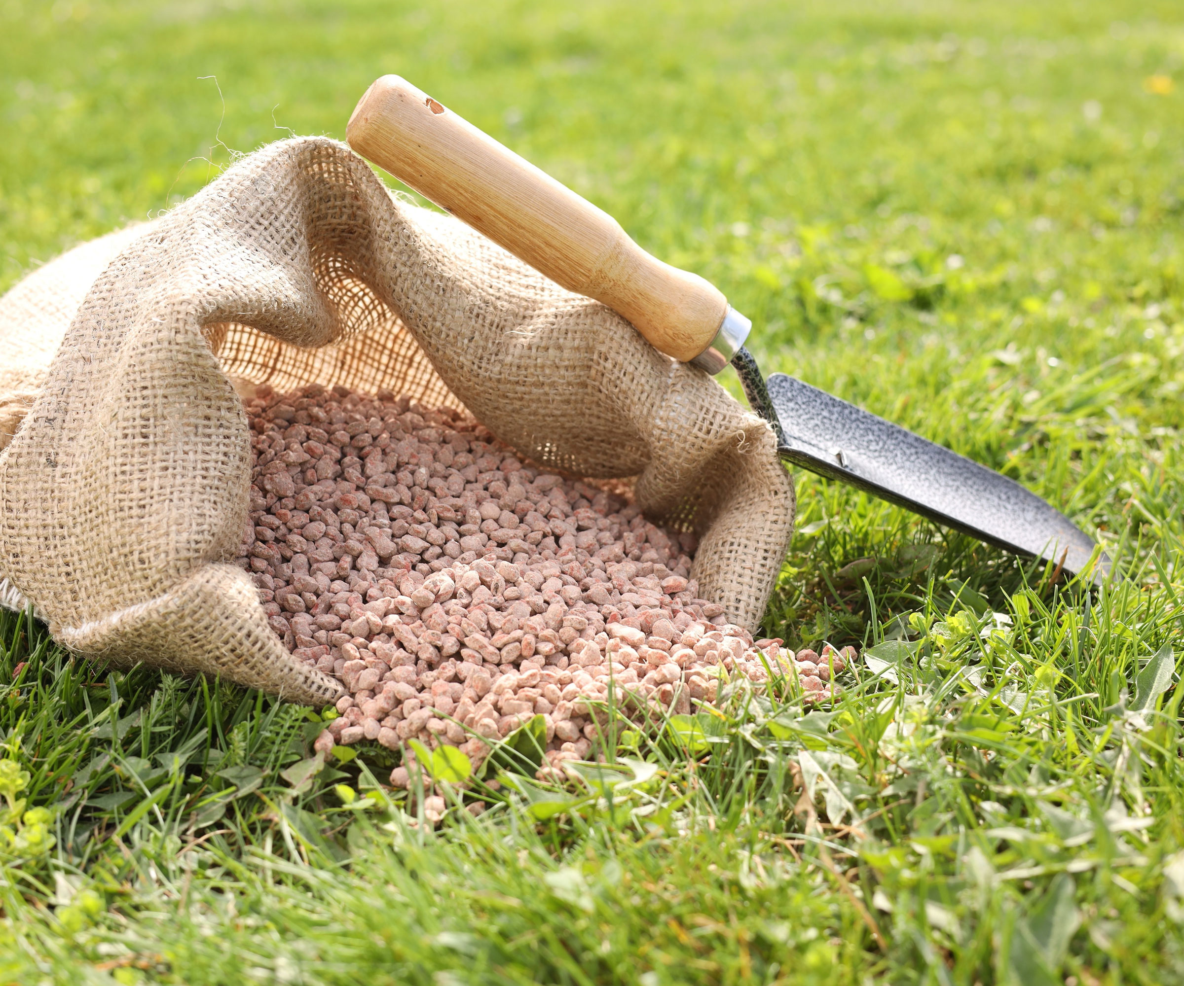 granular lawn fertilizer in hessian bag next to hand trowel placed on lawn