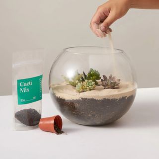 The Sill DIY terrarium