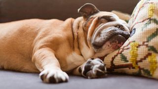 English bulldog sleeping