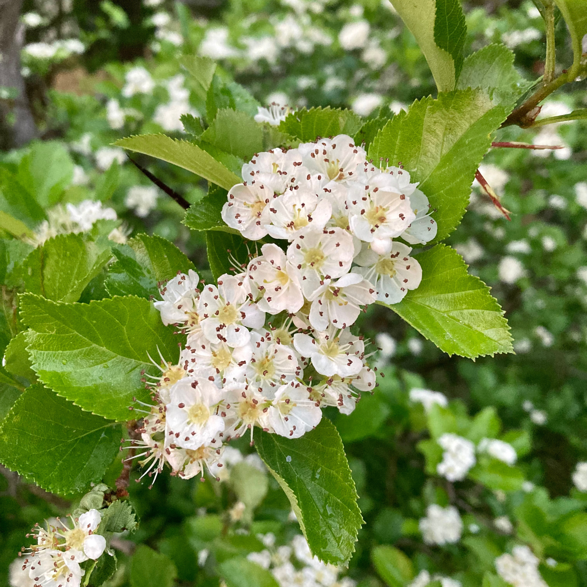 Cockspur thorn