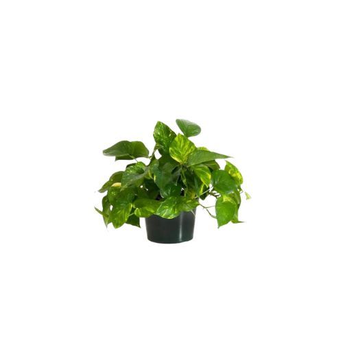 United Nursery Live Pothos Plant in Nursery Pot
