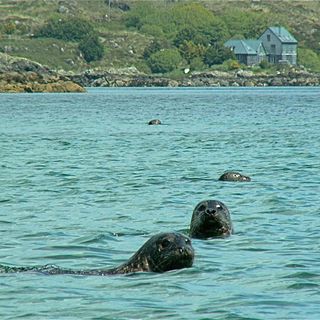 Dolphins and seals