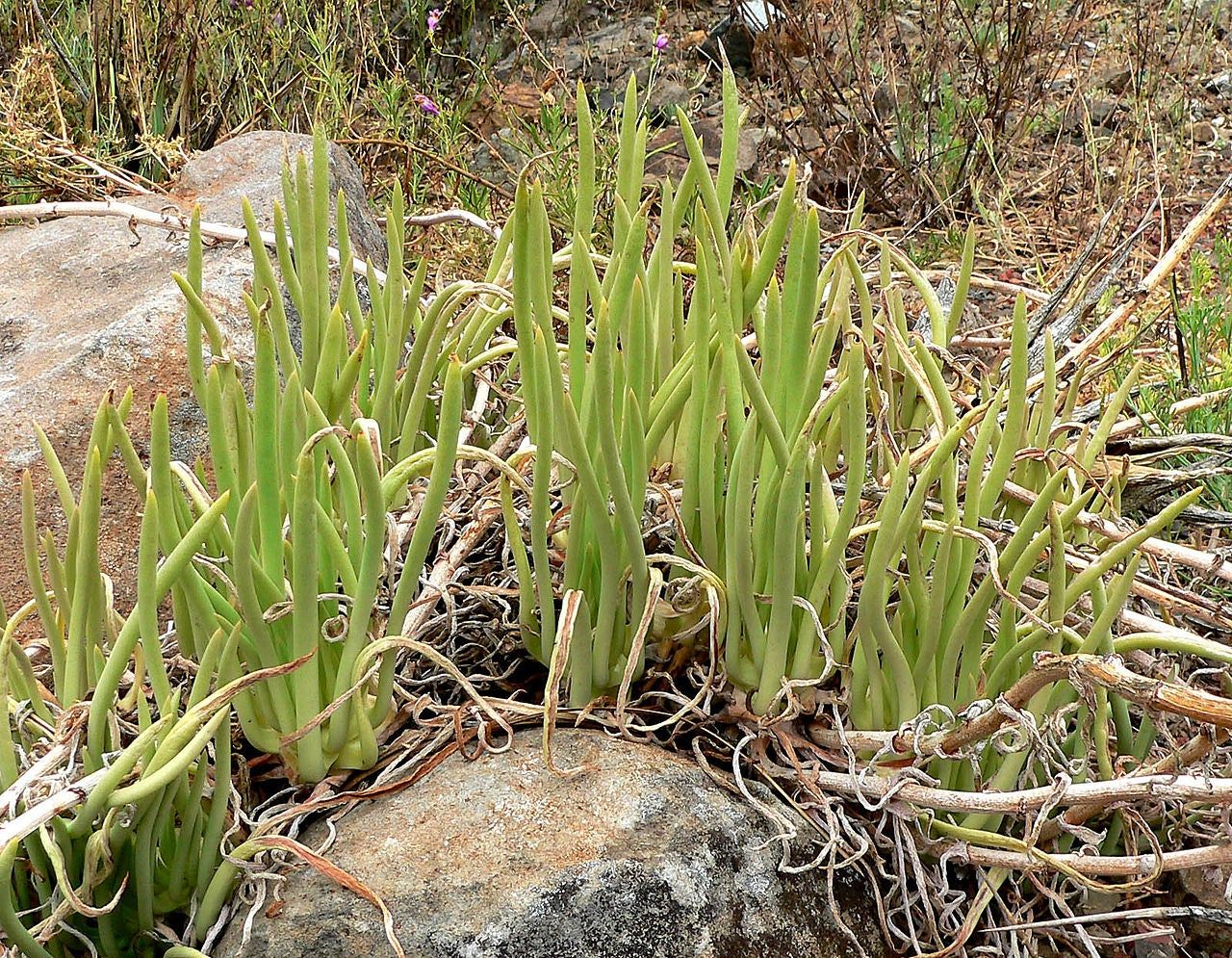 Fingertips Succulent