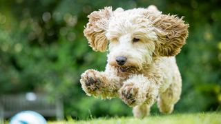 A 16x9 crop of a leaping dog chasing a ball.