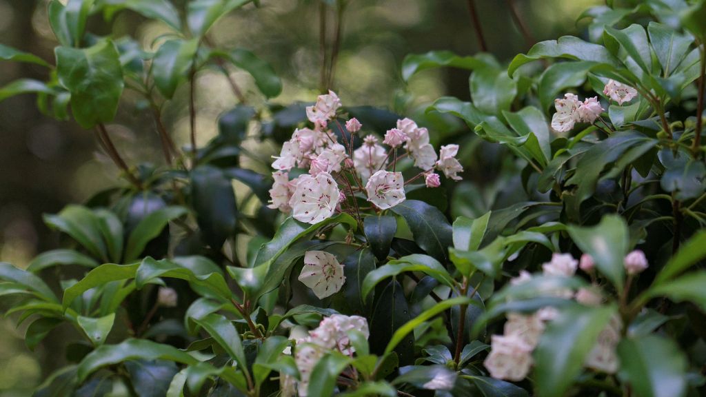 mountain laurel