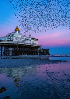 Brighton Pier. Credit: Ellis Skelton / Light & Land on the Mall