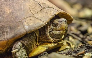 The Secret Life of The Zoo: EP 10 shows the giant Asian pond turtle