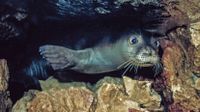 ANTALYA, TURKEY - APRIL 18: An underwater photo shows a Mediterranean Monk Seal in Mediterranean Sea on April 18, 1999 in Antalya, Turkey. Tahsin Ceylan / Anadolu Agency