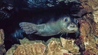 ANTALYA, TURKEY - APRIL 18: An underwater photo shows a Mediterranean Monk Seal in Mediterranean Sea on April 18, 1999 in Antalya, Turkey. Tahsin Ceylan / Anadolu Agency