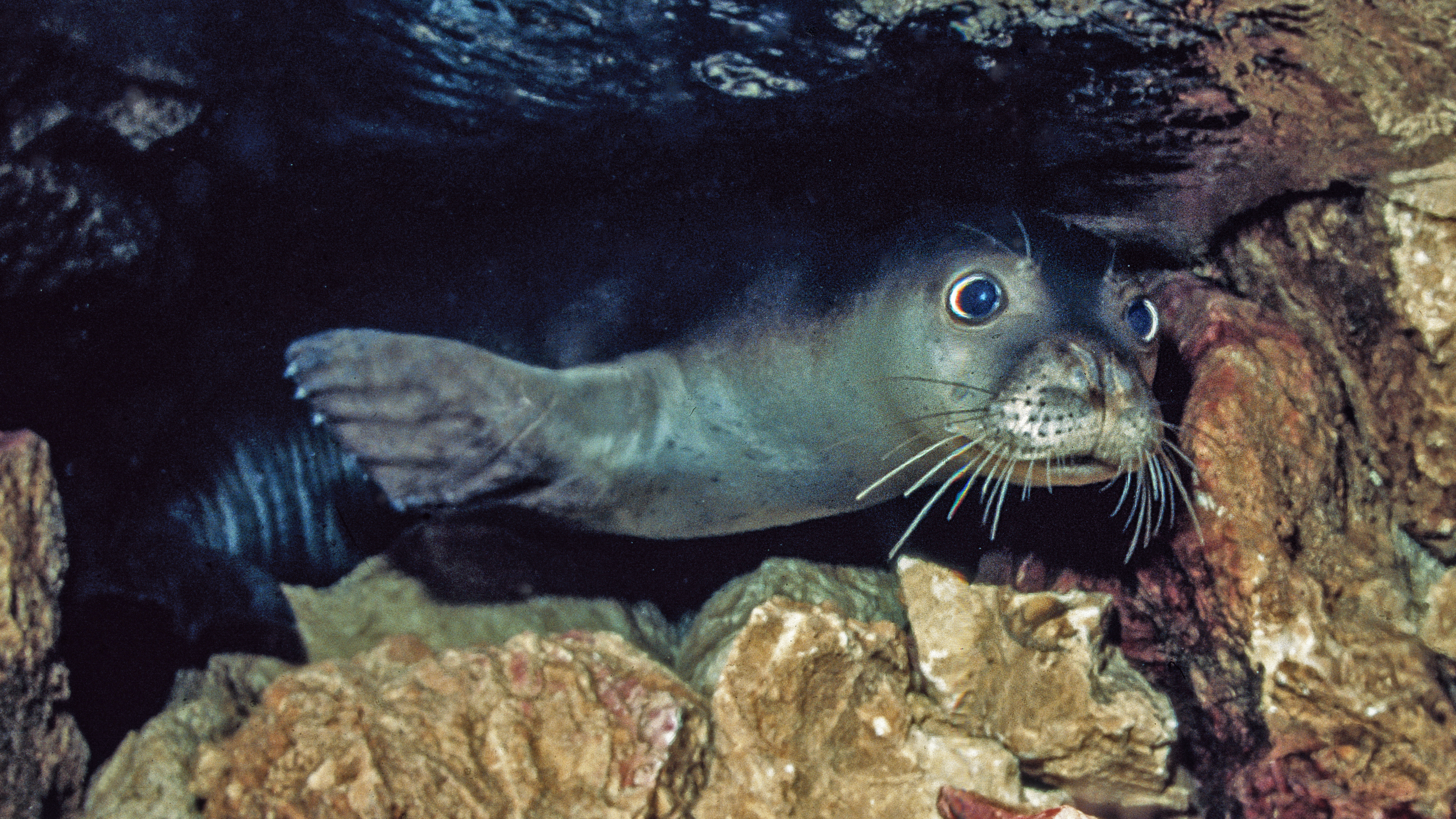 An underwater photo shows a Mediterranean Monk Seal in Mediterranean Sea on April 18, 1999 in Antalya, Turkey. Tahsin Ceylan / Anadolu Agency