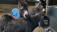 Lily-and-Faith-present-day-The-Donkey-Sanctuary-iia.jpg