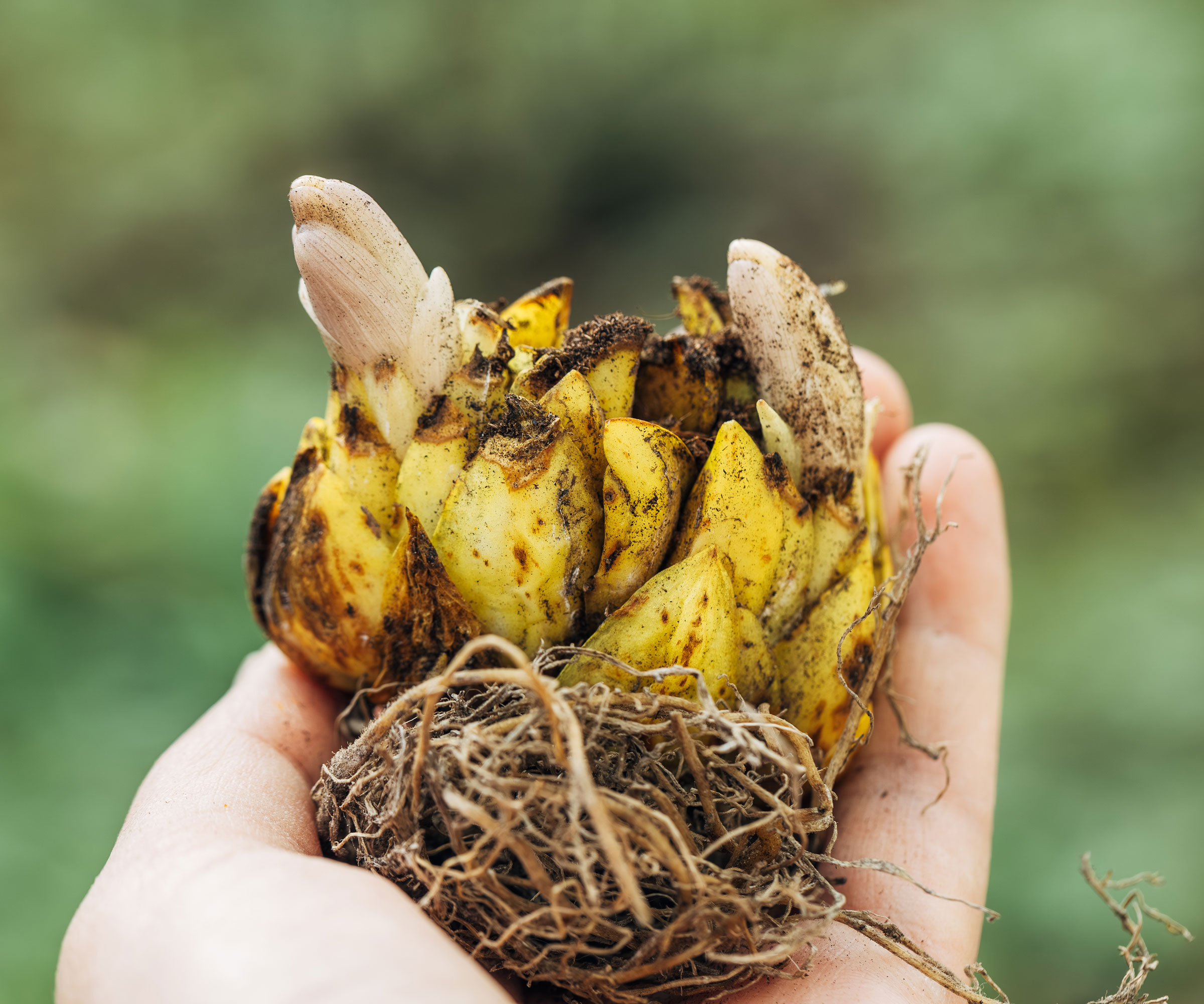 hand holding lily bulb with tiny sprouts