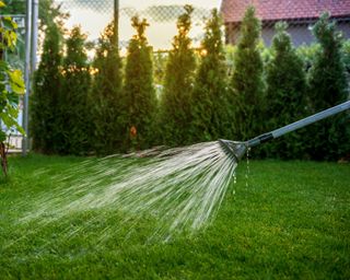 Watering lawn with hose