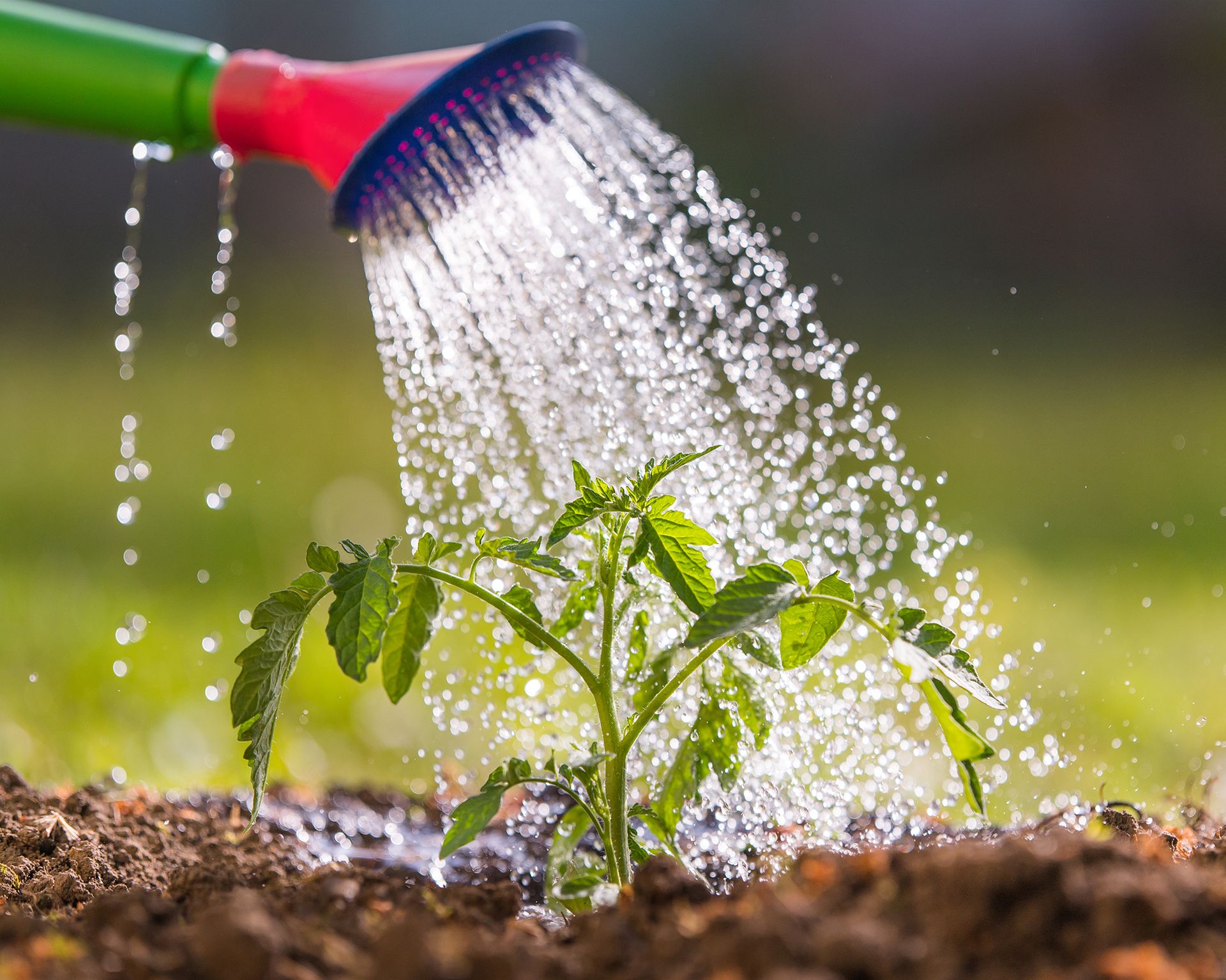 Watering tomato plant seedling with homemade liquid fertilizer for plants