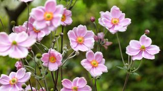 pink Japanese anemones in garden