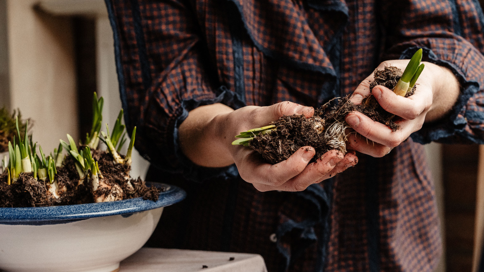Hands dividing daffodil bulbs in soil