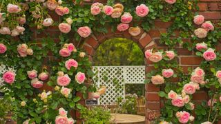 Roses around an arch