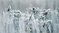 Close-up image of giant Sea Holly flower/seed heads covered in a winter frost