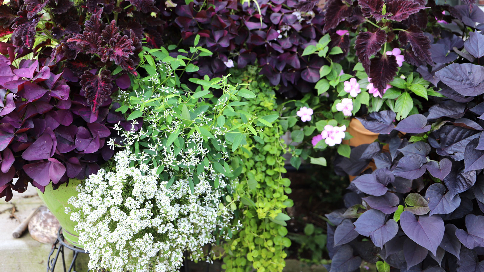 cascading plants creeping Jenny sweet alyssum and sweet potato vine in mixed trailing display