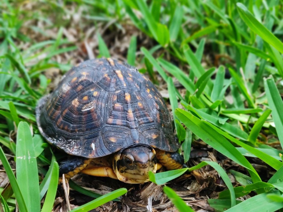 Gardens And Turtles - Creating An Outdoor Turtle Garden Or Pond ...