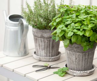 pots of herbs