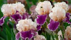 bearded iris varieties growing in summer border