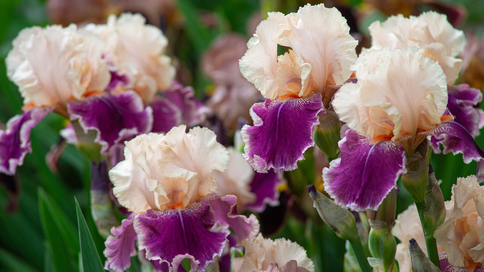 Center Ice Bearded Iris, Sun Perennials for Sale