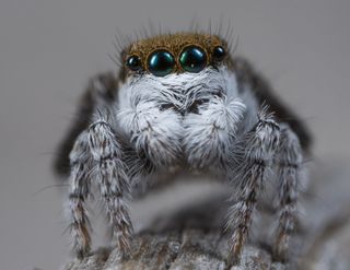 new species of peacock spider, Maratus albus