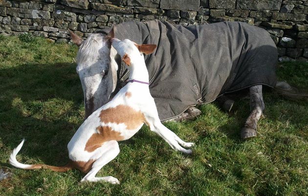 &ldquo;Ella has had a tough life with autoimmune and idiopathic conditions and Flute was a small, yet crucial part of her recovery. Flute is an Ibizan hound and Ella an Appaloosa cross Andalusian. They are just so fond of each other.&rdquo; &mdash; Caroline Howlett