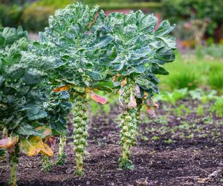 Brussels sprouts growing on vegetable plot