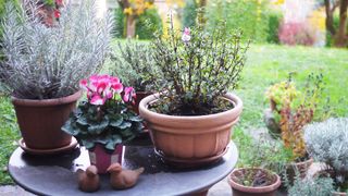 Cyclamen in a plant pot on a zinc round garden table with other potted plants to show the best winter bedding plants