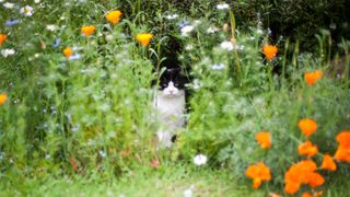 picture of cat in flowerbed