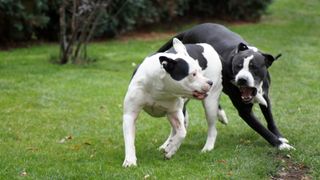 Two dogs fighting 