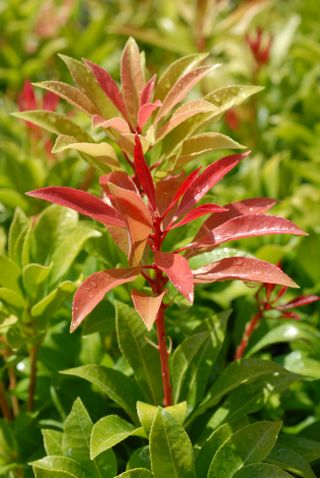 Pieris 'Forest Flame' garden plant for shade