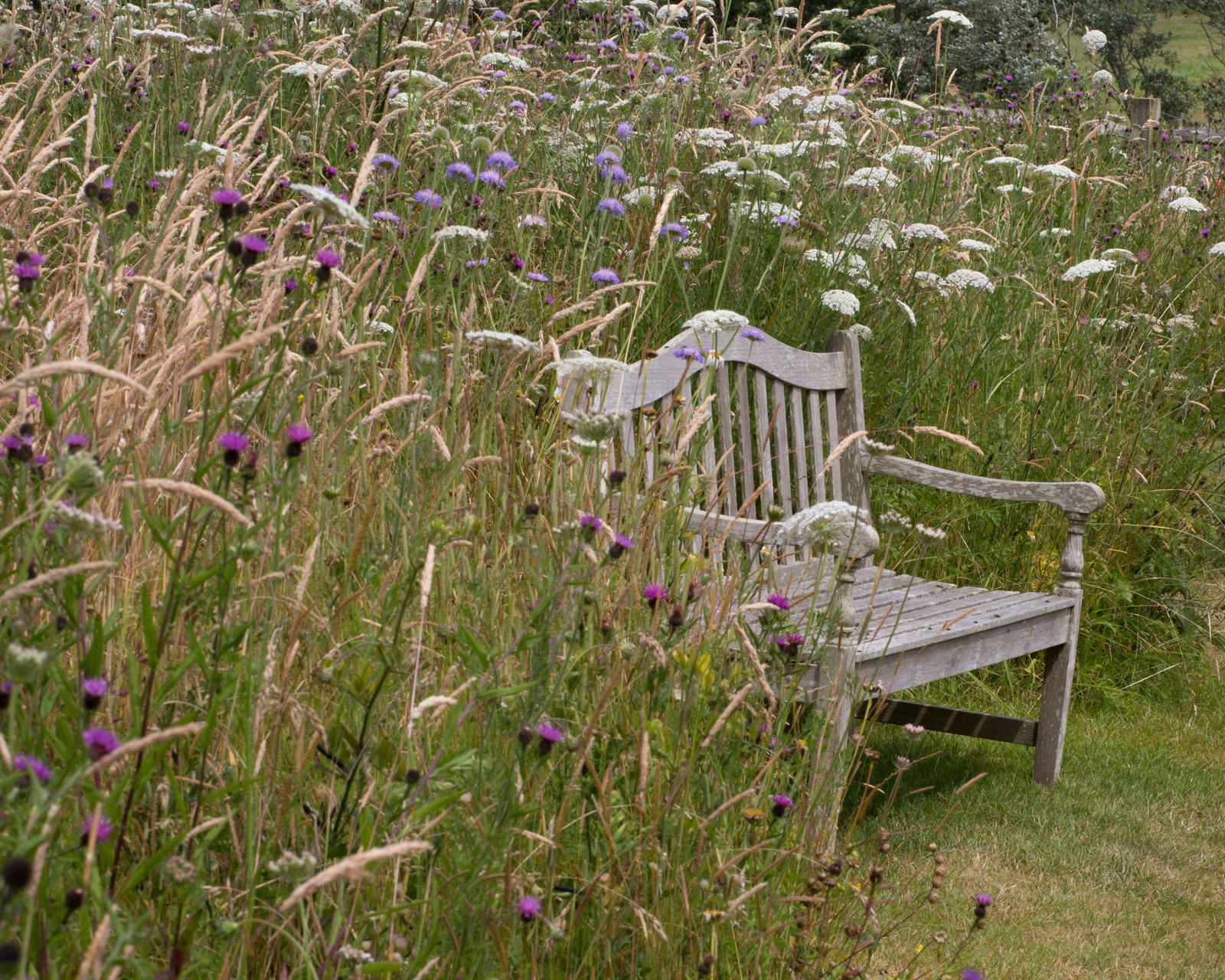 How to plant a wildflower meadow in gardens of all sizes Homes & Gardens