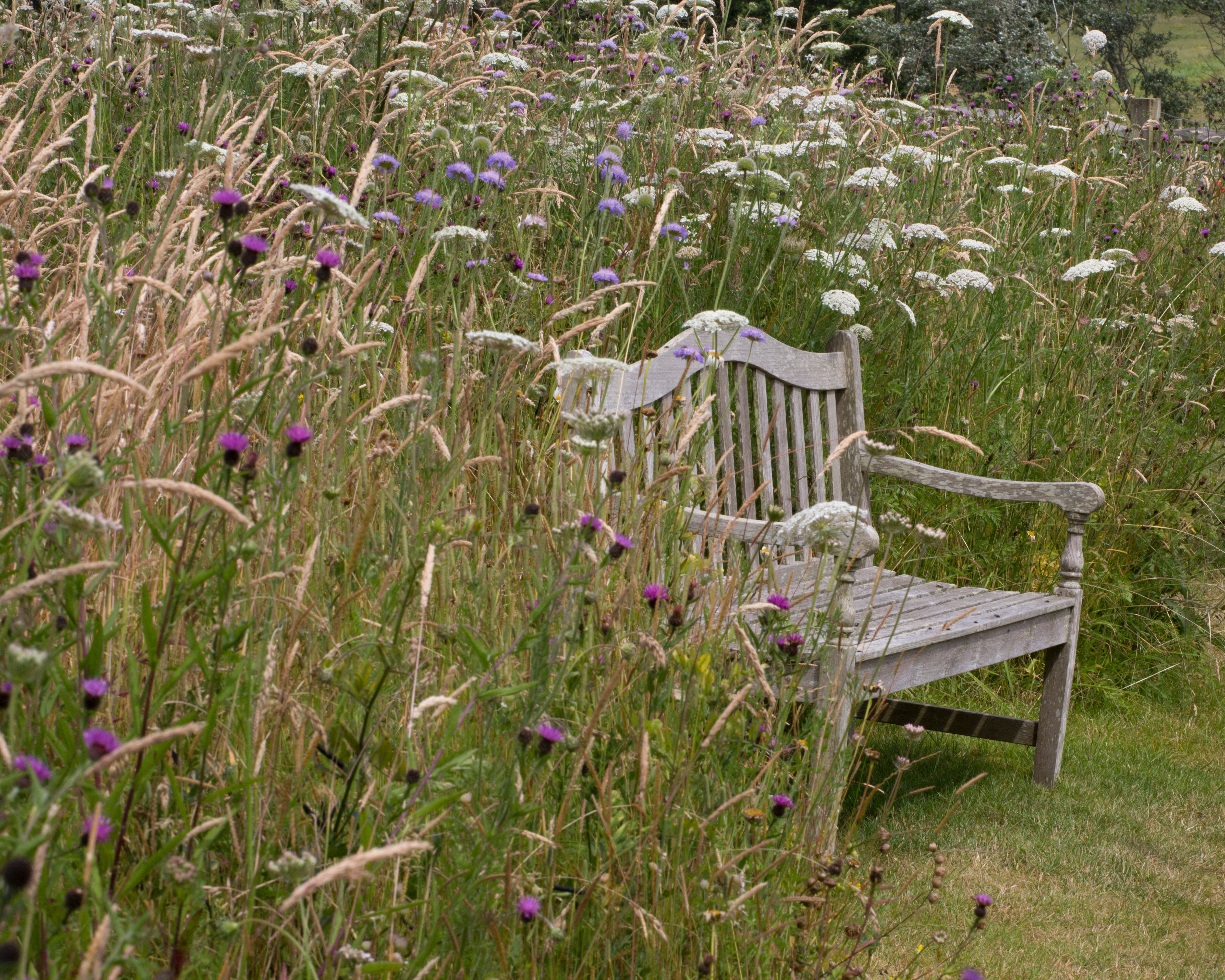 bench beside a wildflower meadow